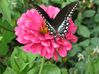 Spicebush Swallowtail I