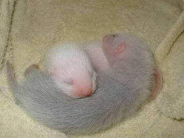 Ferret Babies Cuddling