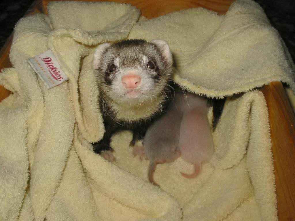 Ferret mum and her two Babies