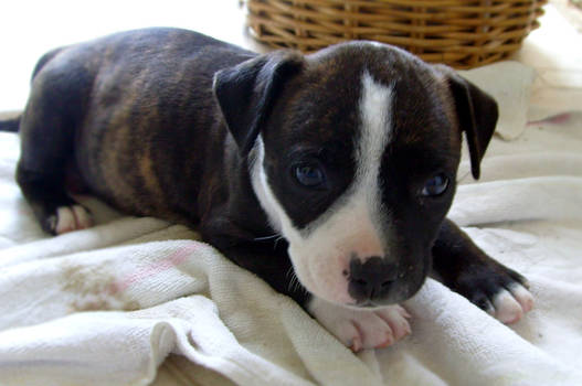 Rose the Staffy Pup