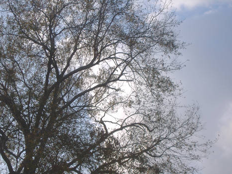 Tree and the Sky