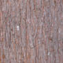 Cypress Bark