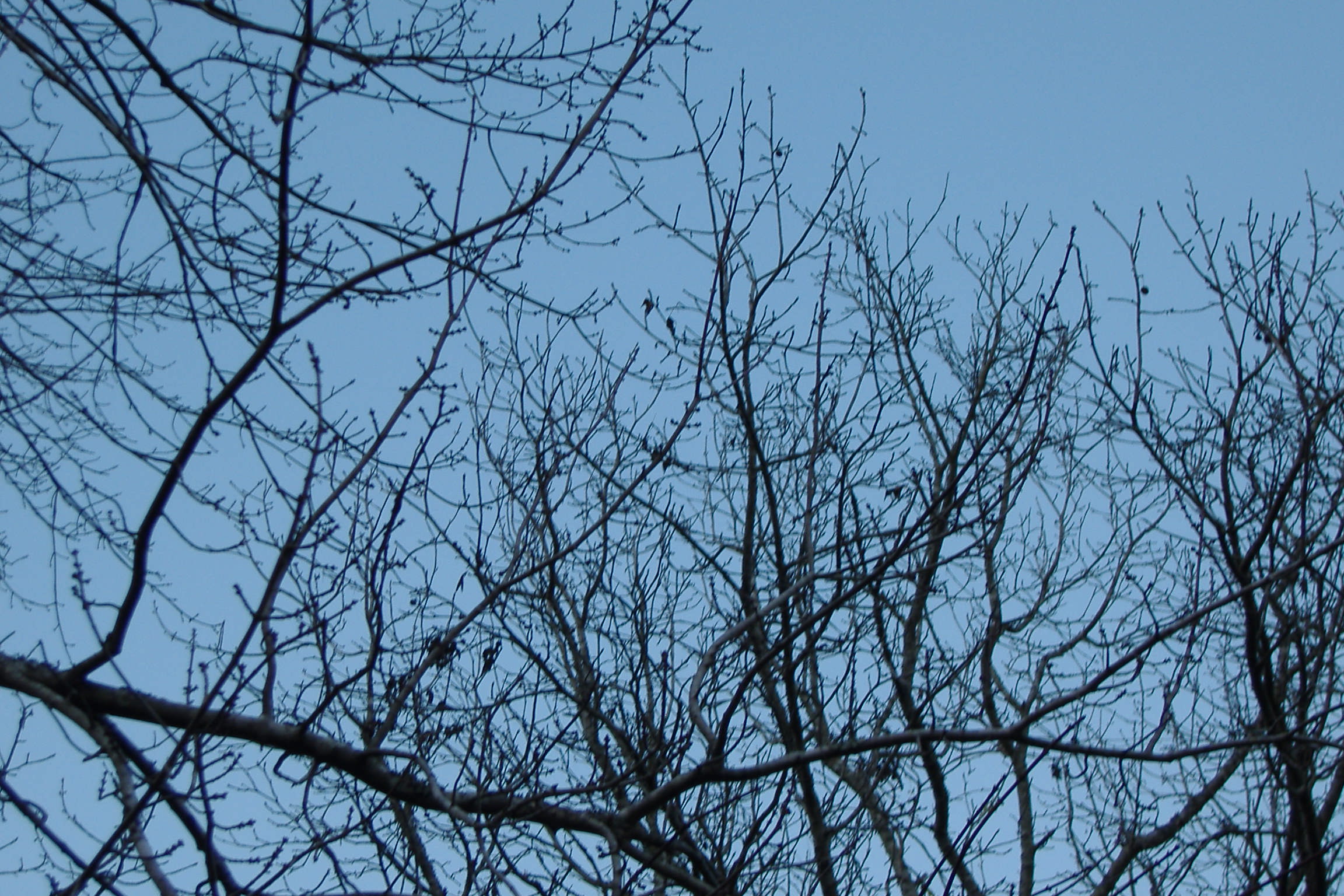 Tree and the Sky 2