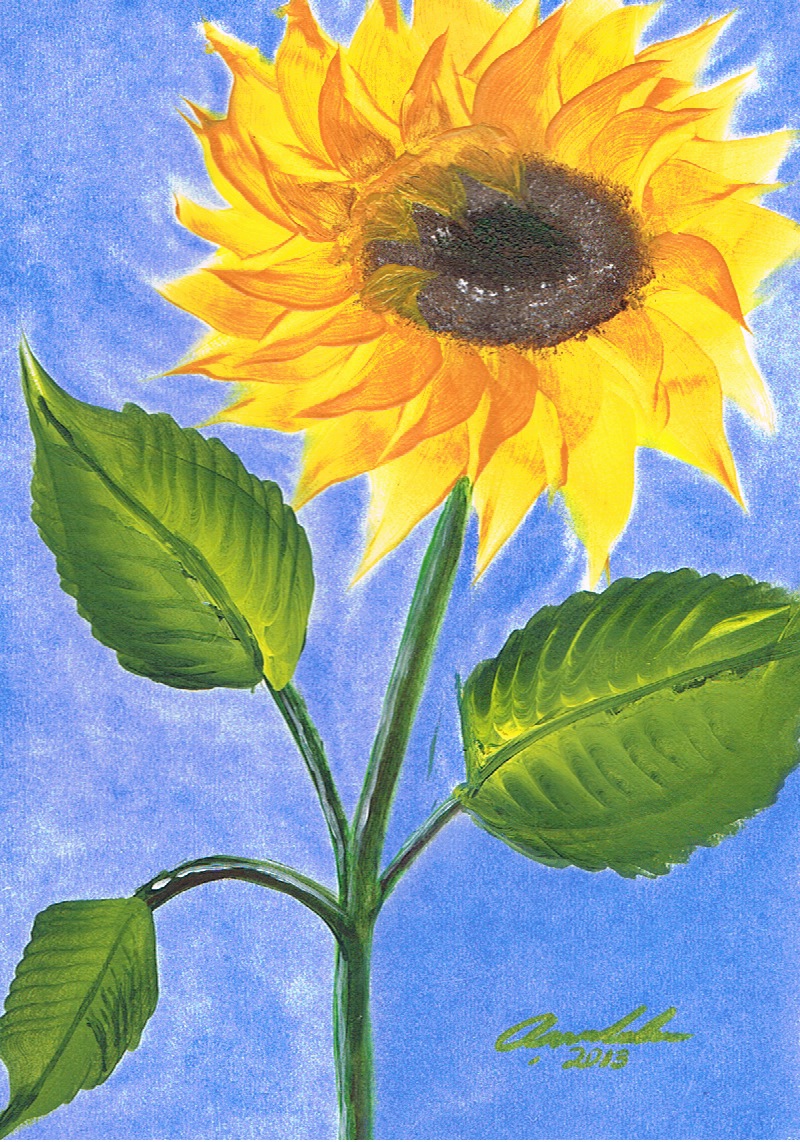 Sunflower