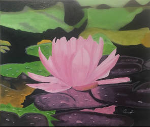 Water lily