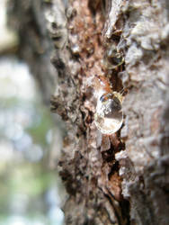 Leaking Sap - Pine Tree