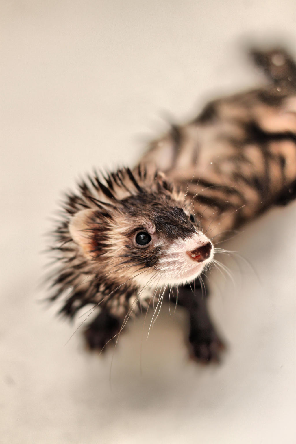 Ferret Head Shot