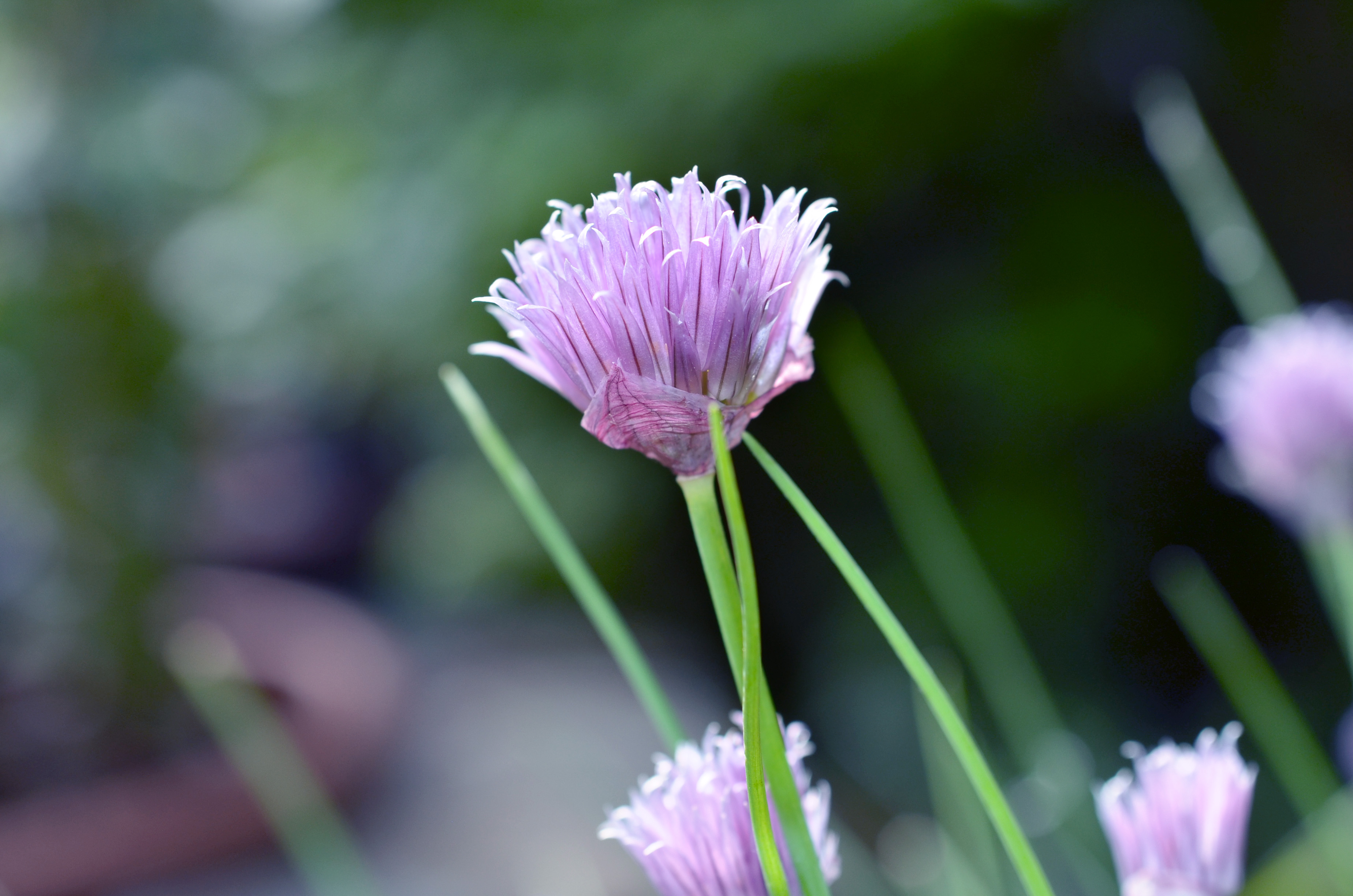 chives