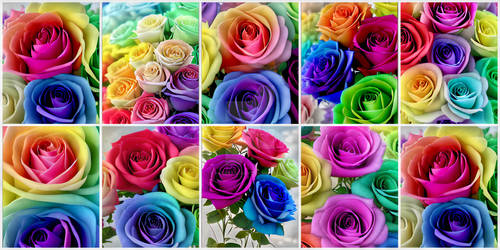 Roses Collage