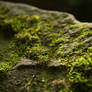 Rock with Moss 2