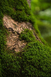 Tree with Moss