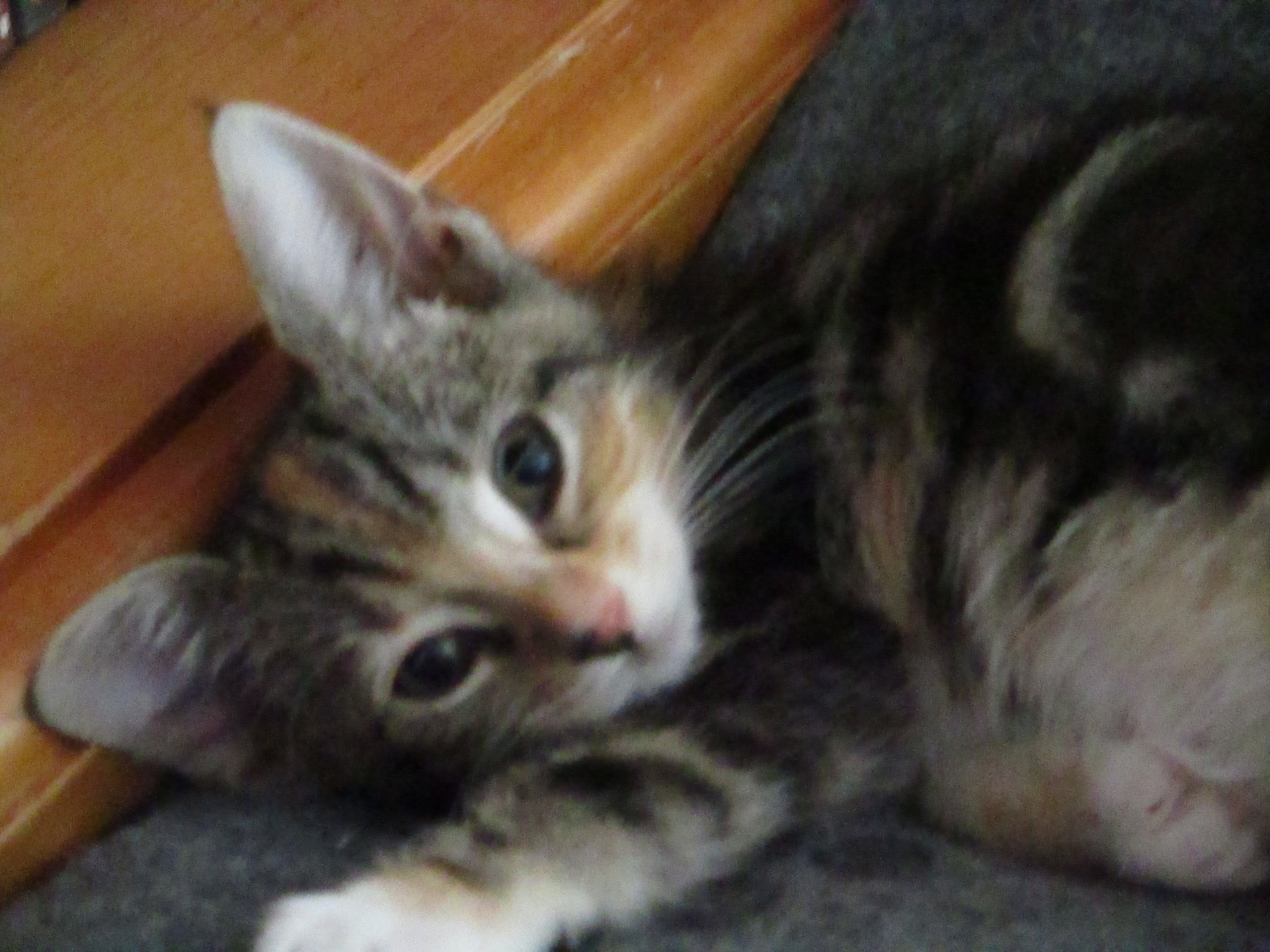 princess