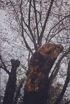 Baum im Schlossgarten