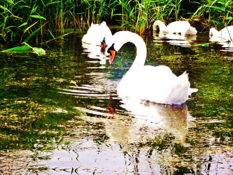 Swan on the Lake 1