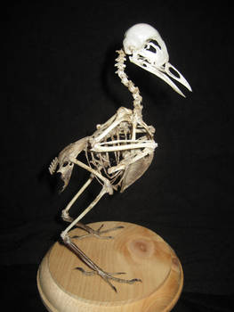 Robin Skeleton
