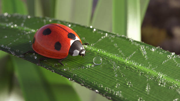 Seven-spot Ladybird (Coccinella Septempuctata)