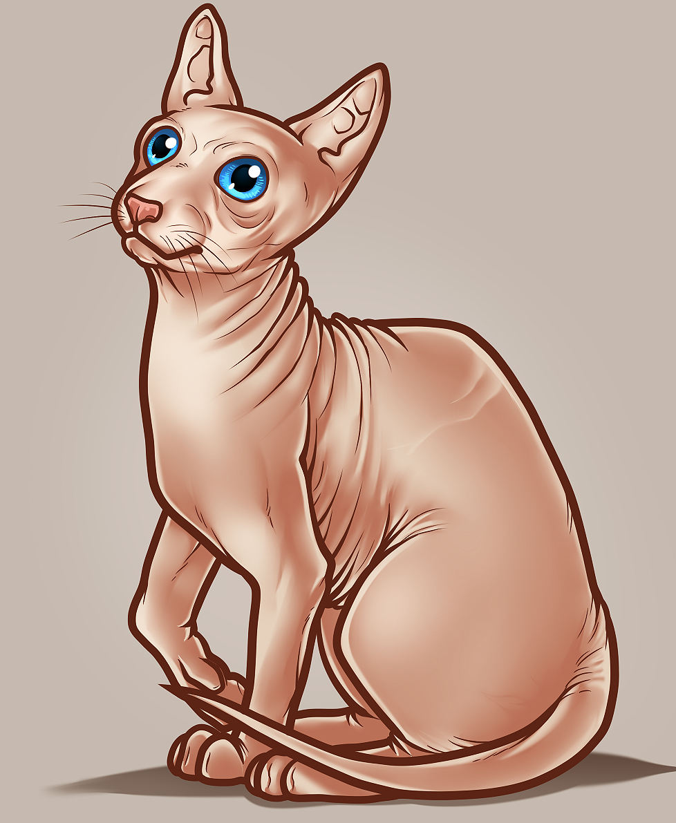 Sphynx Cat