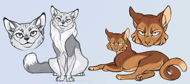 Silver Tabby Maine Coon and Abyssinian - SOLD