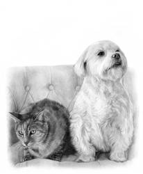 Cat and Dog sketch