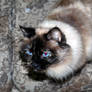 siamese cat