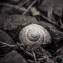 snail