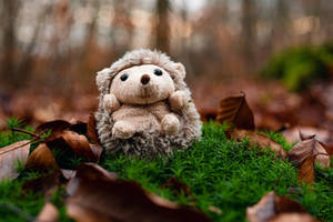 little Hedgehog