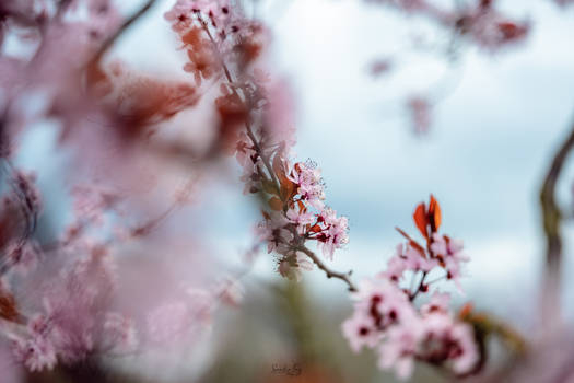 cherryblossom