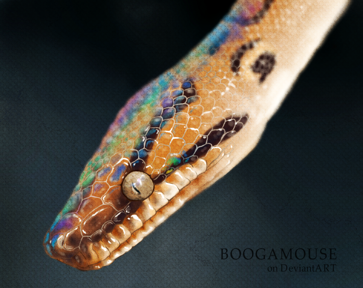 Brazilian Rainbow Boa Drawing