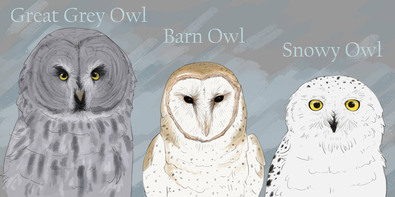 Owl Species by wildly-arts