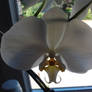 ...orchid::...