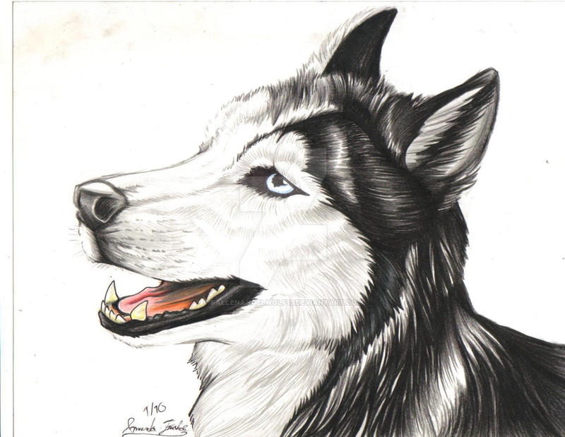 Husky Deviantart .:Husky Portrait:. by FallenAngelWolf13 on DeviantArt