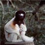 Crowned Sifaka.