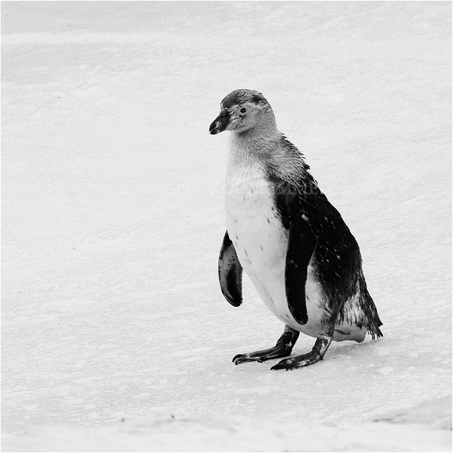 Penguin - Greyscale