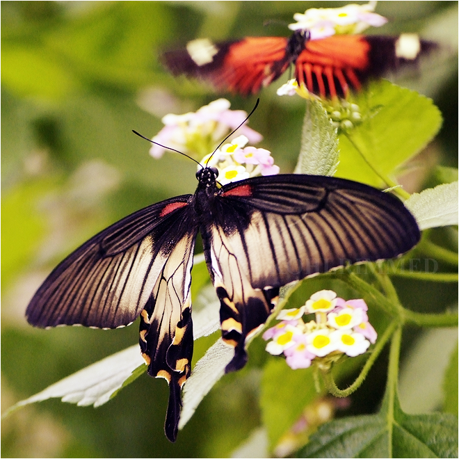 Swallowtail I