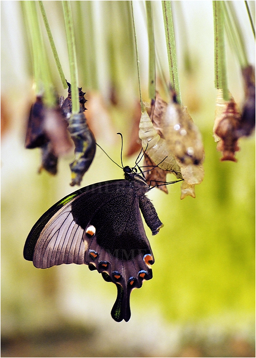 Swallowtail II