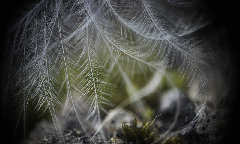 Enlarger III - Feather.