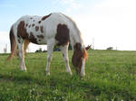 Paint Horse 005