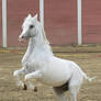 Rearing White Pony