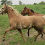 Paint Horse Trot 001