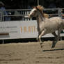 Paint Horse Gallop 001