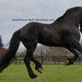 Friesian 2