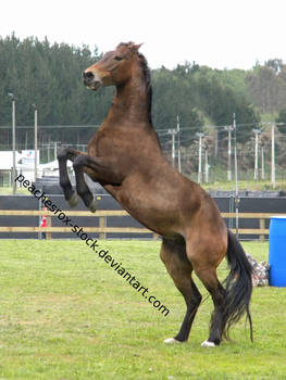 Rearing Horse Stock