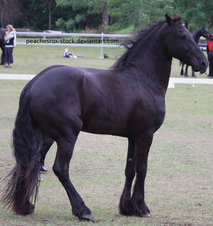 Friesian stock