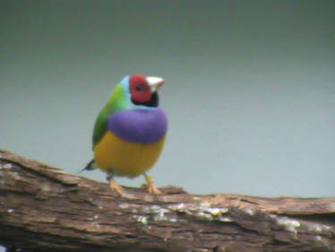 Colorful Bird