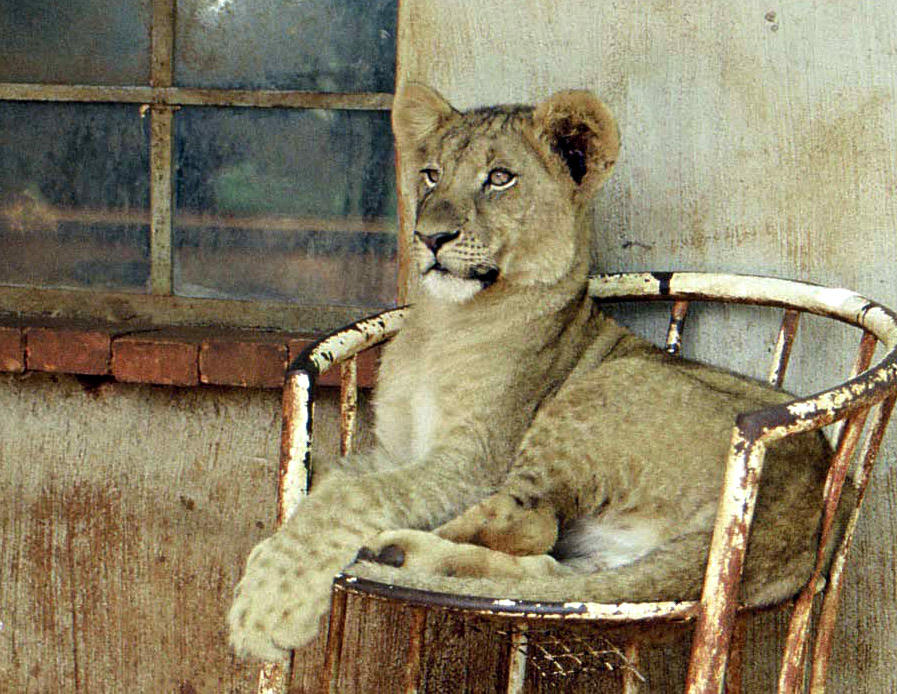 Simba.... by Chasingfireflies-Oz on DeviantArt