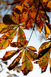 Autumness by photorific