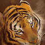 Tiger Study