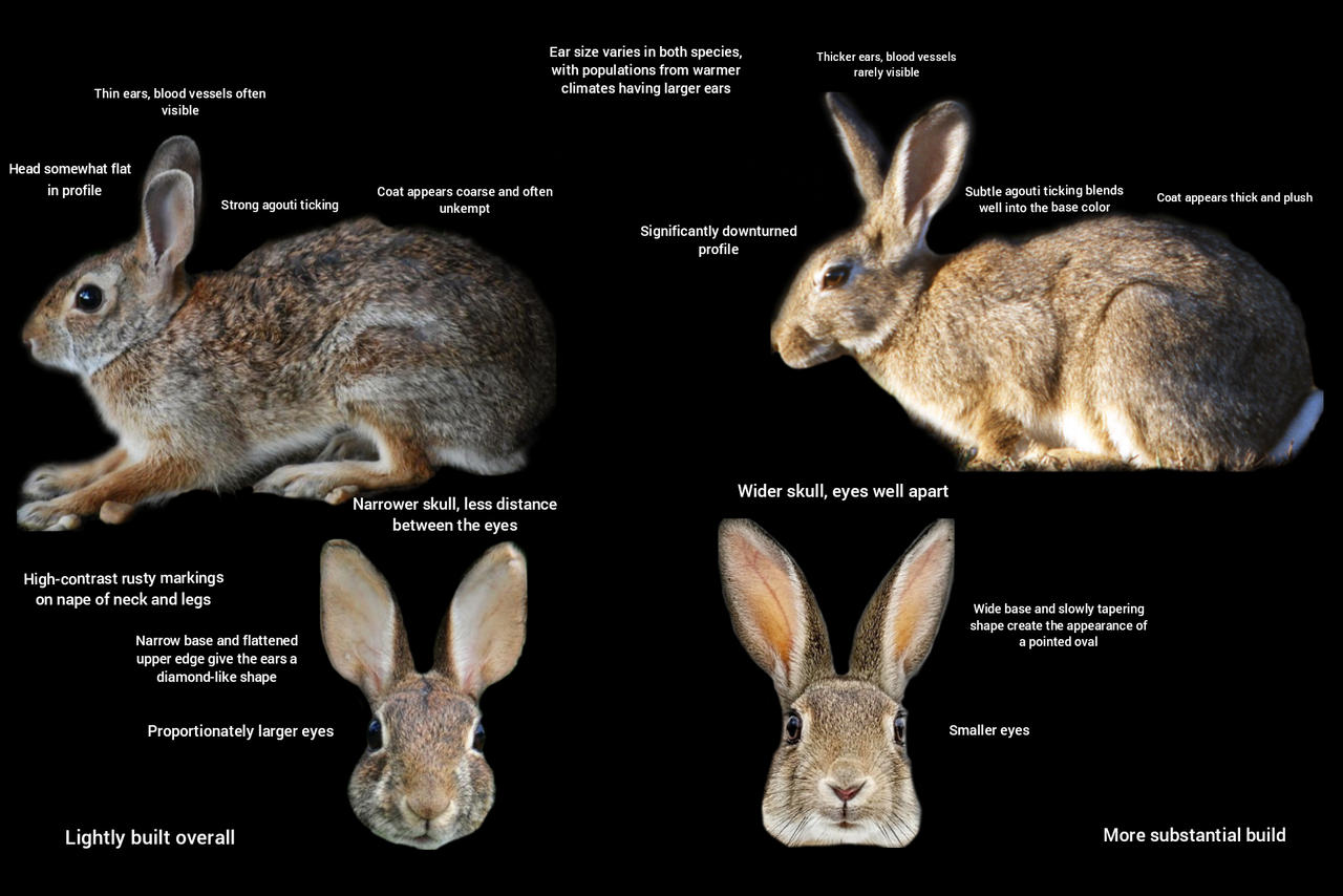 Eastern Cottontail vs European Wild Rabbit by TrueEnglishFoxhound on