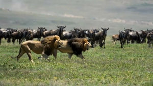 The King's Playful Roar