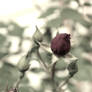 Rose Bud (edit)
